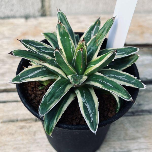 多肉植物：アガベ フランスアイボリー*幅9cm 現品！一品限り : 遊恵