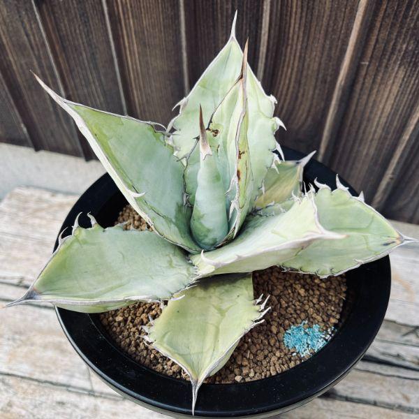 アガベチタノタ　ホワイトアイス　かなりの大株 アガベ チタノタ ホワイトアイス | 磨 Detailing