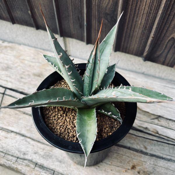 多肉植物：アガベ 帝釈天*幅18cm 現品！一品限り : 遊恵盆栽 Yahoo