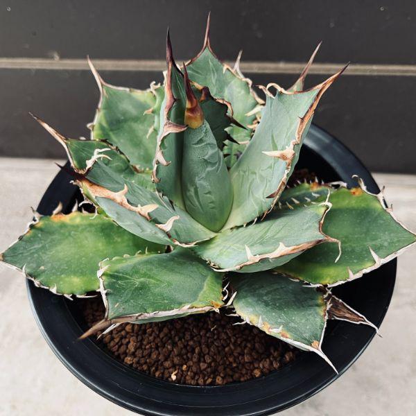 多肉植物：アガベ チタノタ錦 覆輪*幅19cm 現品！一品限り : 遊恵