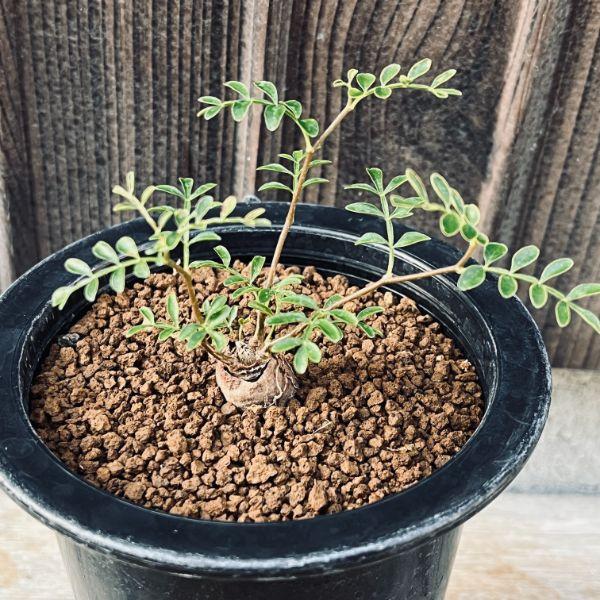 コーデックス：オペルクリカリア パキプス 根挿し*葉幅9cm 現品  