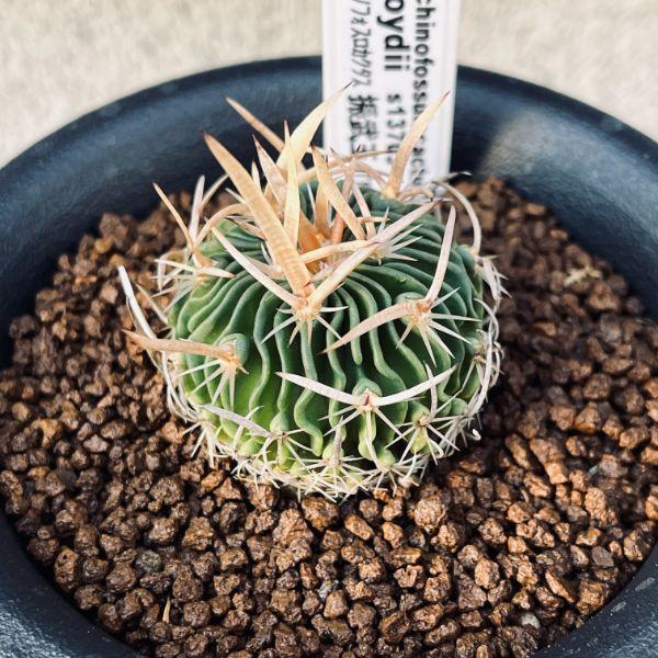 サボテン：エキノフォスロカクタス 振武玉 T氏実生*幅3.5cm : 遊恵