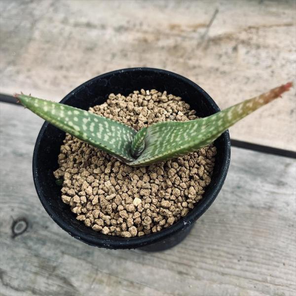 多肉植物：アロエ ピクタ*M 幅10cm : 遊恵盆栽 Yahoo!店 - 通販