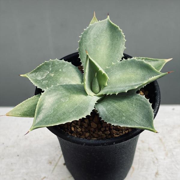 【専用もちけん様】アガベ イシスメンシス 多肉植物：アガベ イシスメンシスhyb.*幅10cm : 遊恵盆栽 Yahoo!店