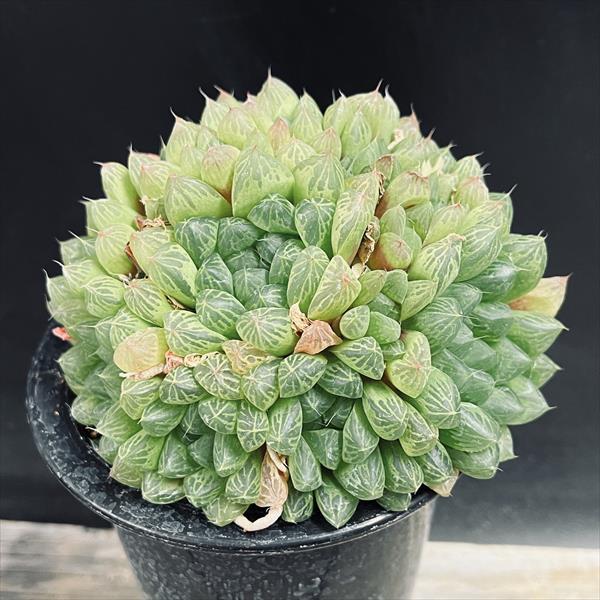 多肉植物：ハオルチア オブツーサ交配種錦 マリン*幅11cm 現品！一品