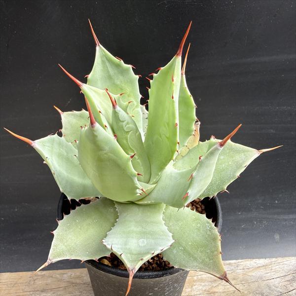 多肉植物：アガベ イシスメンシス*幅10cm : 遊恵盆栽 Yahoo!店
