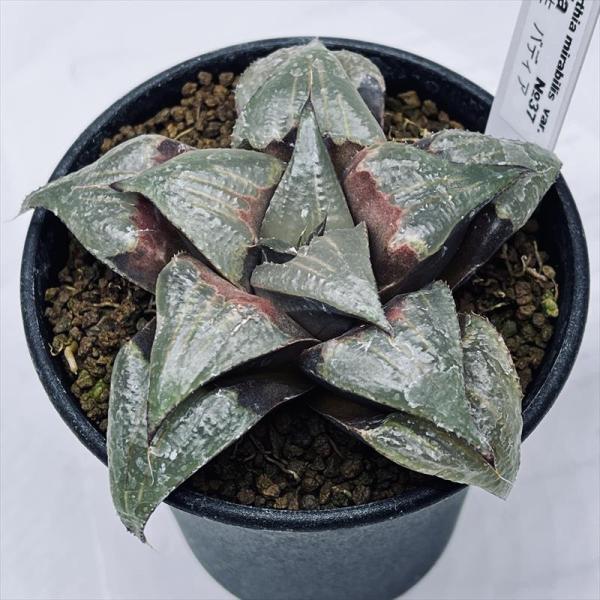 多肉植物：ハオルチア Y氏 バディア*幅9cm 現品！一品限り : 遊恵