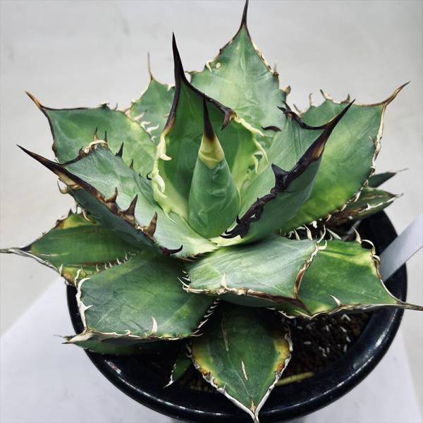 多肉植物：アガベ チタノタ錦 覆輪*幅17cm 現品！一品限り : 遊恵