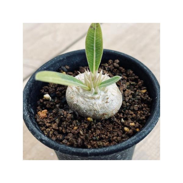 【大株】パキポディウム恵比寿大黒 国内実生 塊根植物 サボテン コーデックス 楽天市場】【訳あり】パキポディウム 恵比寿大黒(個体おまかせ1鉢) 3.5