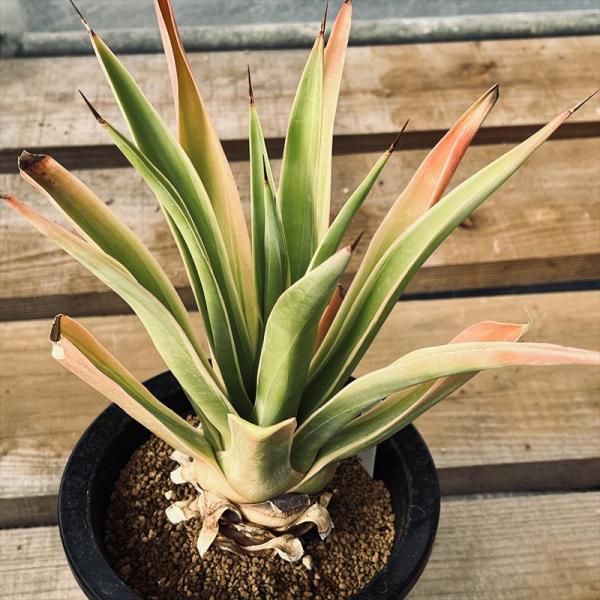 アガベ　ベネズエラ　デスメディアーナ　ゴールドマージン　美株 多肉植物：アガベ デスメティアナ ベネズエラ錦*L 幅23cm : 遊恵盆栽