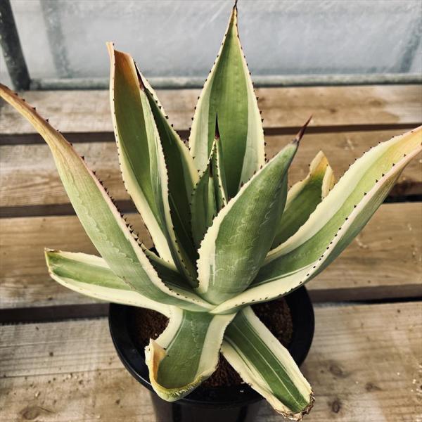 多肉植物：アガベ セルシー錦*幅25cm 現品！一品限り : 遊恵盆栽