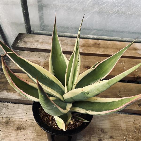 多肉植物：アガベ グイエンゴラ錦 覆輪*幅47cm 現品！一品限り ※お