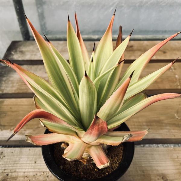 多肉植物：アガベ メリデンシス ジョーホーク*幅22cm 現品！一品限り