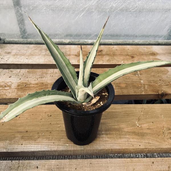 ☆地植40㎝×55㎝☆超大株☆美株☆アガベ アメリカーナ 華厳 地植40㎝×55㎝ 超大株 美株 アガベ アメリカーナ 華厳｜Yahoo