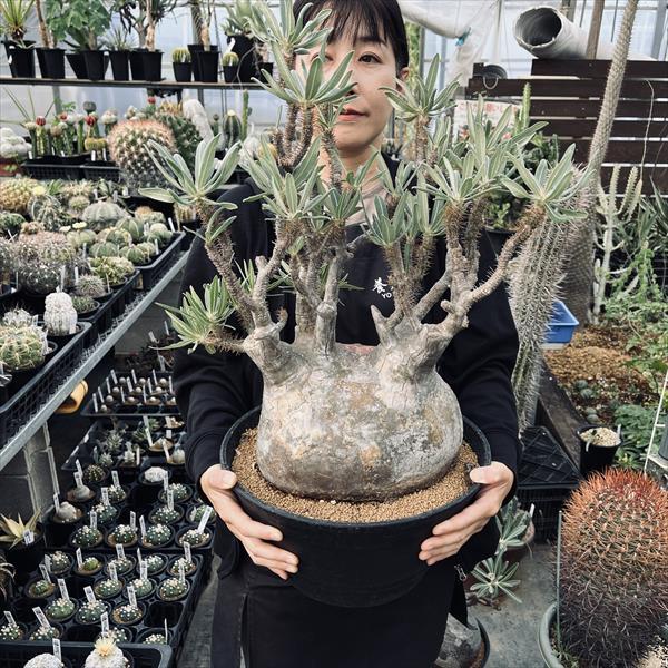 ☆特価☆コーデックス：パキポディウム グラキリス 発根済*塊根