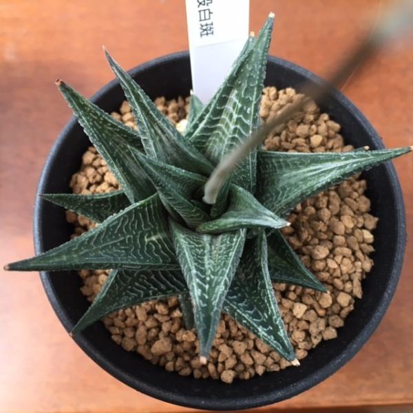 48d ハオルチア　多肉植物　白泉殿錦糊斑　自家繁殖 Yahoo!オークション - 多肉植物 ハオルチア 白馬伝錦 糊斑