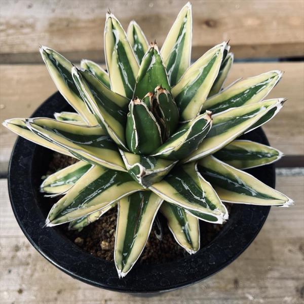 多肉植物：アガベ 輝山（きざん）*幅17cm 現品！一品限り : 遊恵盆栽