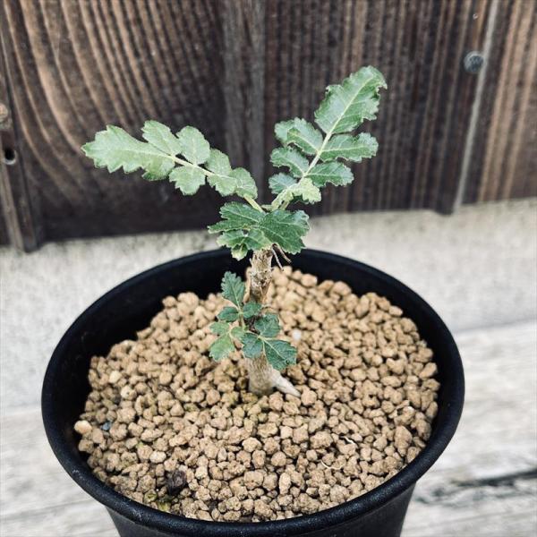 y-bonsai_s13840v y-bonsai_s13840v