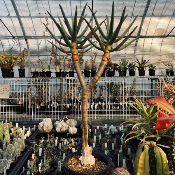 多肉植物　アロエ　ラモシシマ　6寸　観葉植物 アロエ・ラモシシマ 6号 - 植物と暮らす m-plant