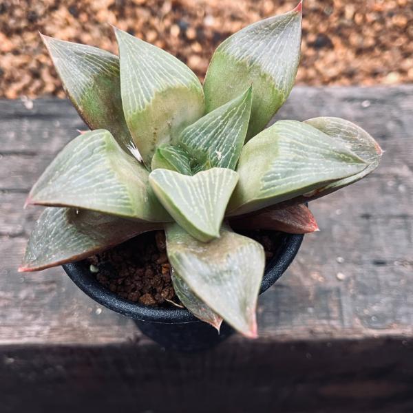 多肉植物 ハオルチア   セール 1株 500円 送料200円 組み合わせ自由 多肉植物：ハオルチア 王寿*幅9cm : 遊恵盆栽 Yahoo!店 - 通販
