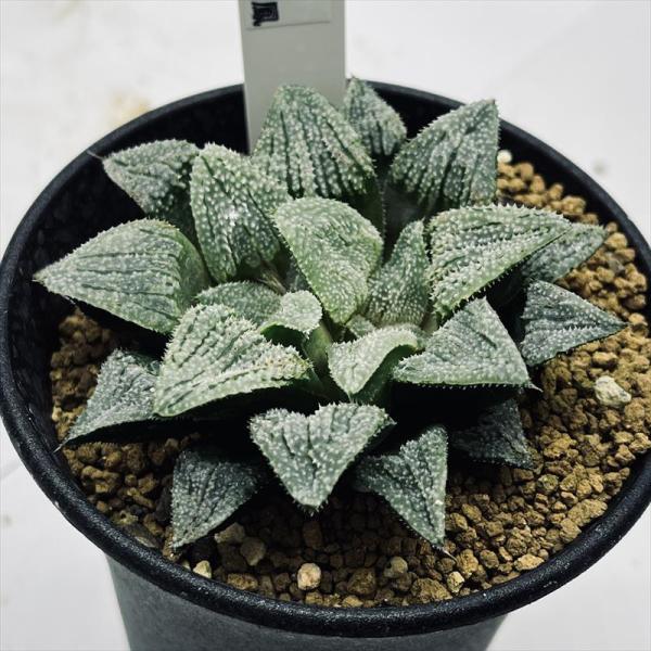 20a 多肉植物 ハオルチア　バディア白鳳錦　自家繁殖　鉢植え発送 多肉植物：ハオルチア スーパー白鳳*幅8cm : 遊恵盆栽 Yahoo!店