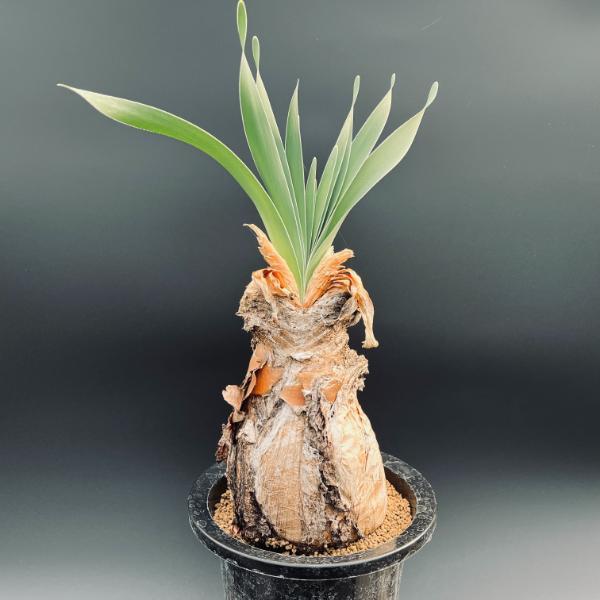 【特別価格】 ブーファン ディスティチャ ディスティカ 大株 コーデックス 特価！コーデックス：ブーファン ディスティカ*塊幅11cm 現品