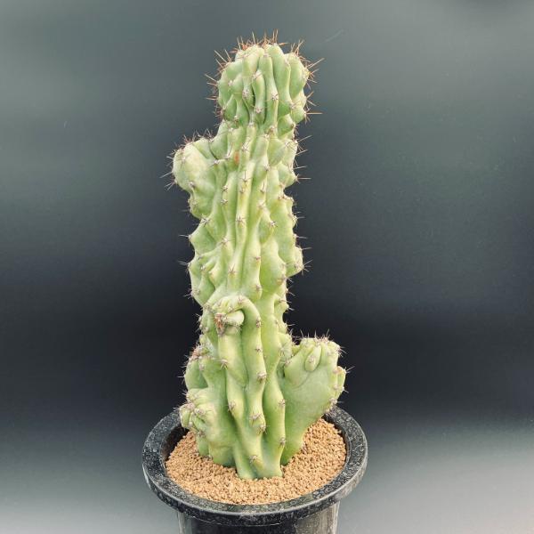 サボテン：セレウス 岩石獅子*幅14cm 現品！一品限り : 遊恵盆栽