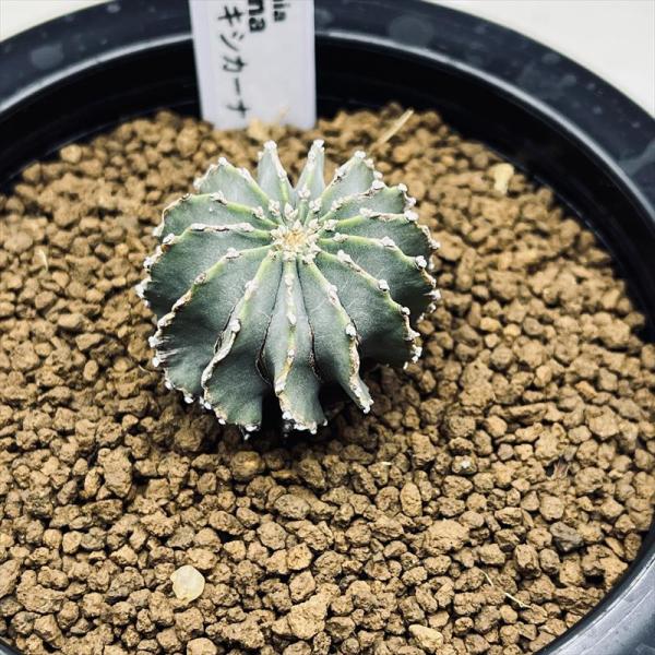サボテン：ゲオヒントニア メキシカーナ 実生*幅3cm 現品！一品限り