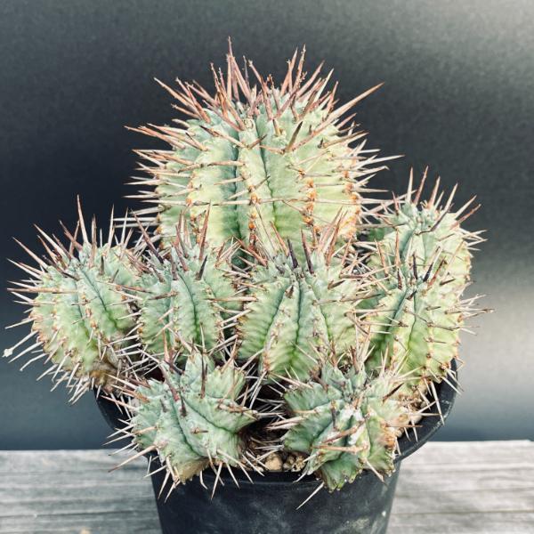 ☆特価☆多肉植物：ユーフォルビア ホリダ*幅14cm 現品！一品限り