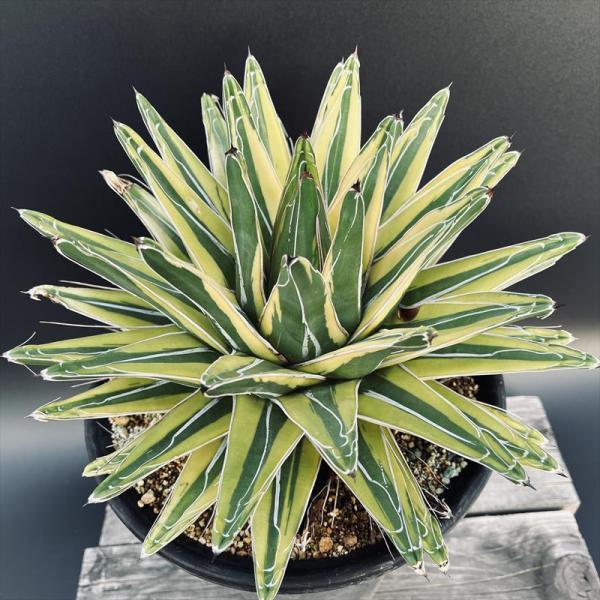 アガベ　笹の雪　9号鉢　約27cm 特大　極上　大株　美形 アガベ 笹の雪 特大株 | bot.