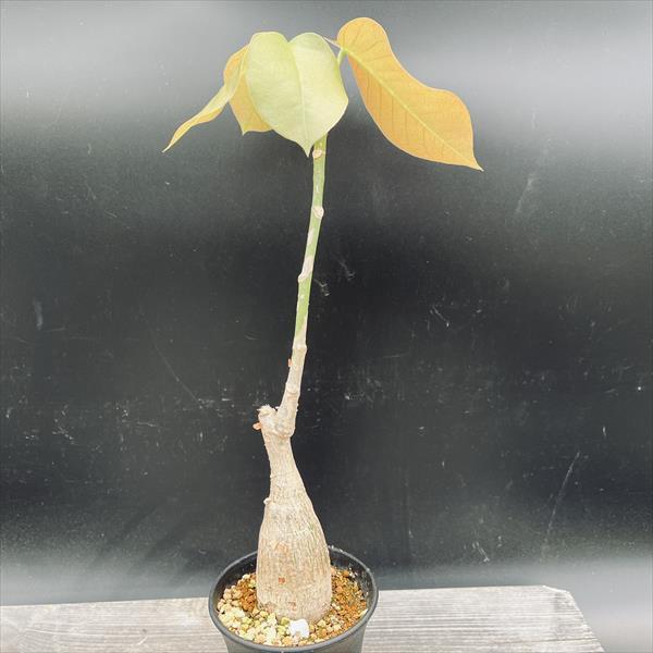 良型ボンバックス