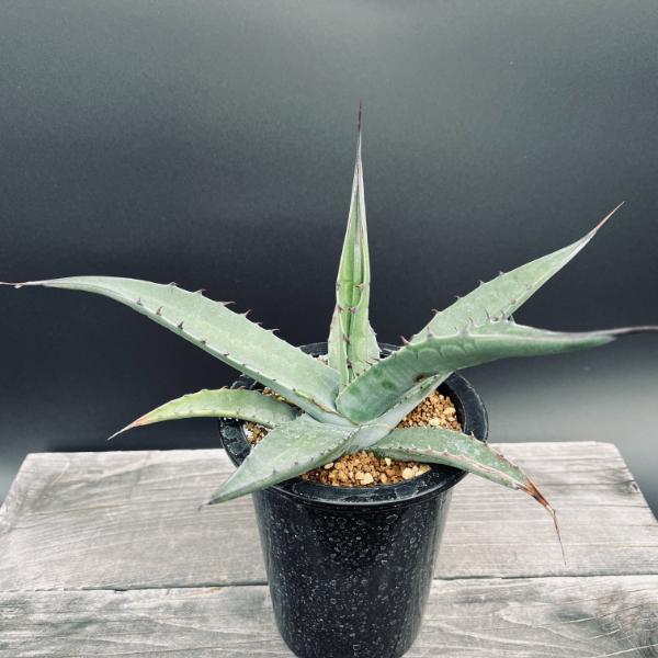 多肉植物：アガベ オバティフォリア 実生*幅26cm 現品！一品限り