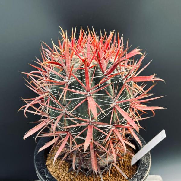 サボテン　美株　フェロカクタス　強赤棘　神仙玉 赤い棘が美しい！！フェロカクタス・神仙玉を植え替えたッ