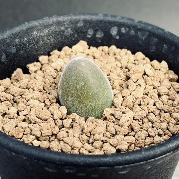 ムイリア ホルテンセ　宝輝玉 y-bonsai_s13991v