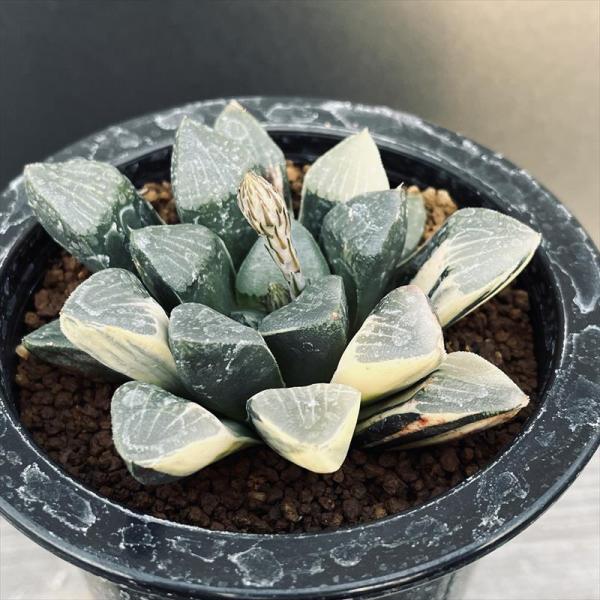☆☆コレクタ錦 実生 カキコ＊ハオルチア＊錦☆☆ 多肉植物：ハオルチア コレクタ錦*幅8cm 現品！一品限り