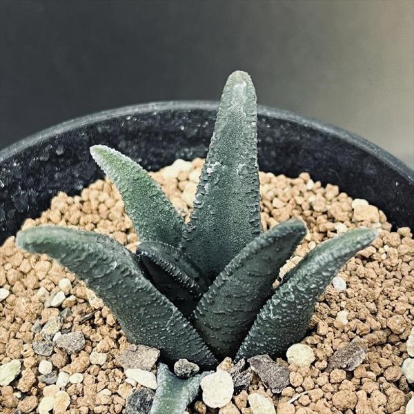 y-bonsai_s14016v