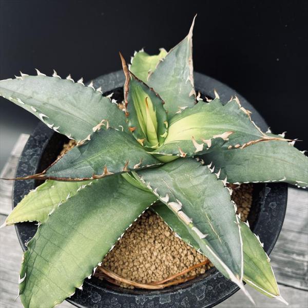 多肉植物：アガベ チタノタ 曙斑*幅24cm 現品！一品限り