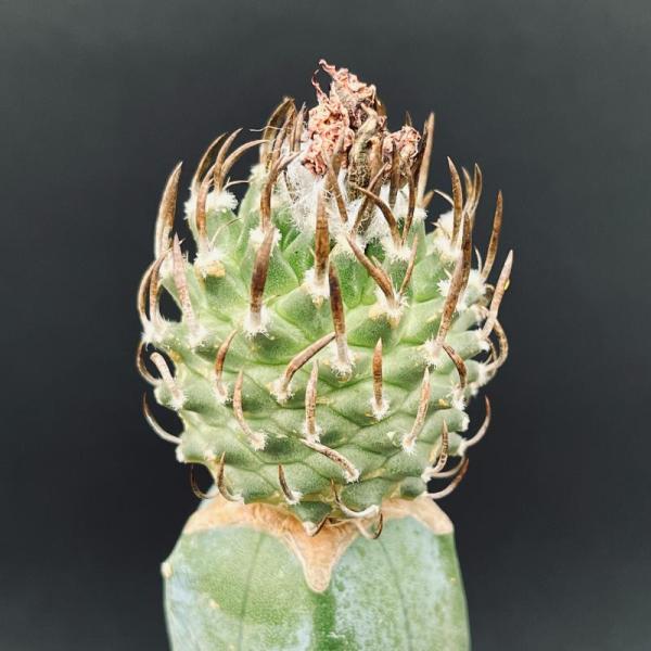 サボテン：ツルビニカルプス 昇竜丸 ツギ*幅3.5cm 現品！一品限り