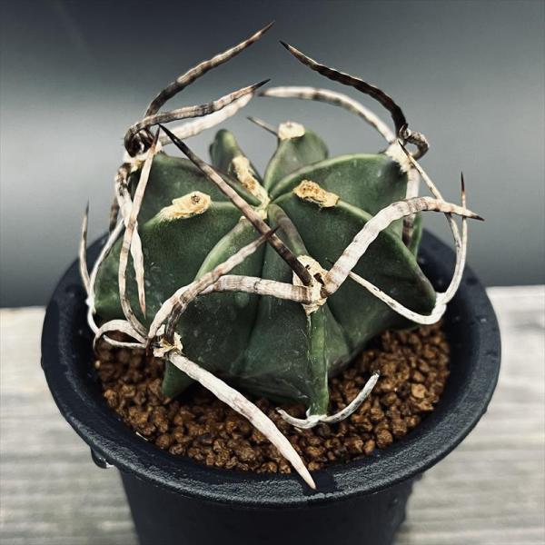 アミン 様 サボテン オブジェ ★完成品★ サボテンのオブジェ【高さ23cm】【シルバー×ホワイト