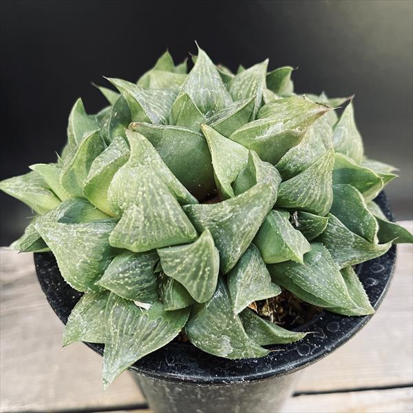 多肉植物：ハオルチア レツーサ*幅13cm 現品！一品限り : 遊恵盆栽