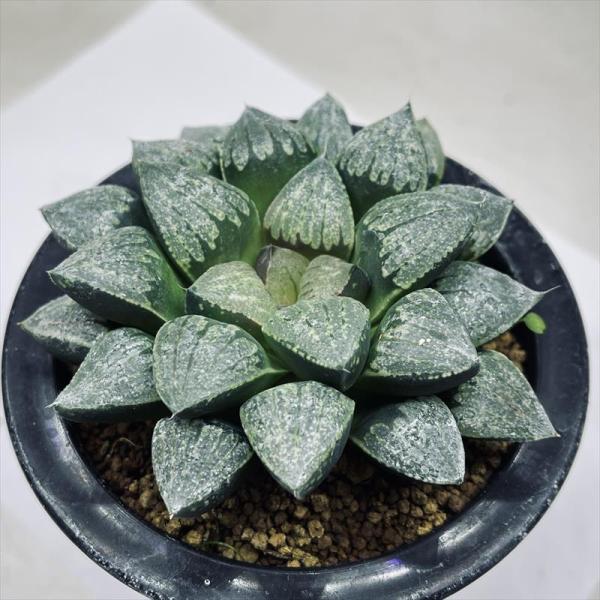 ☆特価☆多肉植物：ハオルチア デケナヒー*幅9cm 現品！一品限り