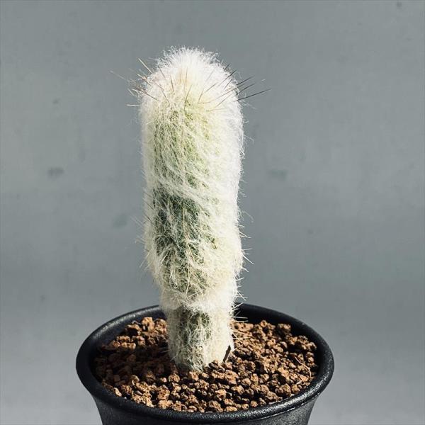 【珍品！！】 ディボウスキー 白 サボテン サボテン：エスポストプシス デボスキー 白麗翁*幅3cm : 遊恵盆栽