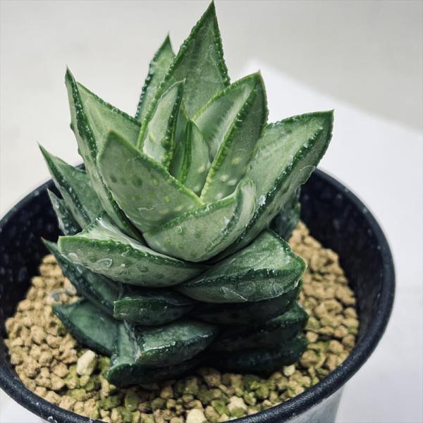 アストロロバ　ハリー　大株 アストロロバハリー大株