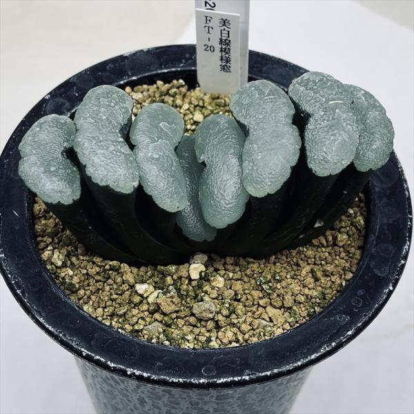 y-bonsai_s14122v y-bonsai_s14122v