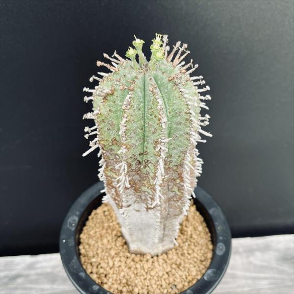 y-bonsai_s14139v