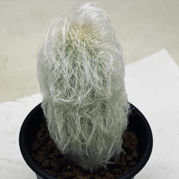y-bonsai_s14149v