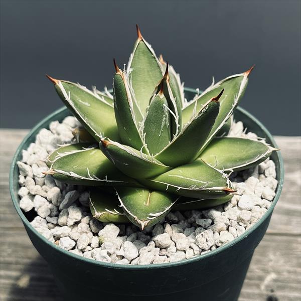 多肉植物：アガベ 王妃笹の雪 AB型*幅6cm : 遊恵盆栽 Yahoo!店