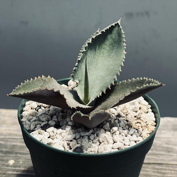 S*e様 多肉植物・アガベ・【特選】・オルカ・斑入り・コレクション株