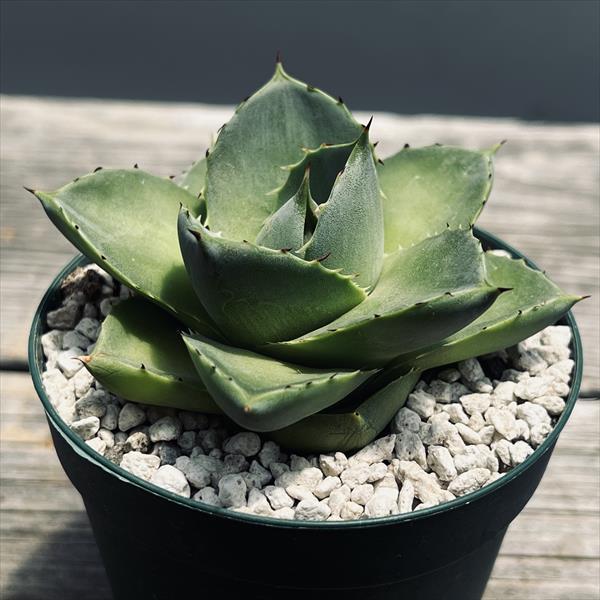 多肉植物：アガベ ブルーグロー極姫 ピクシー*幅7cm : 遊恵盆栽