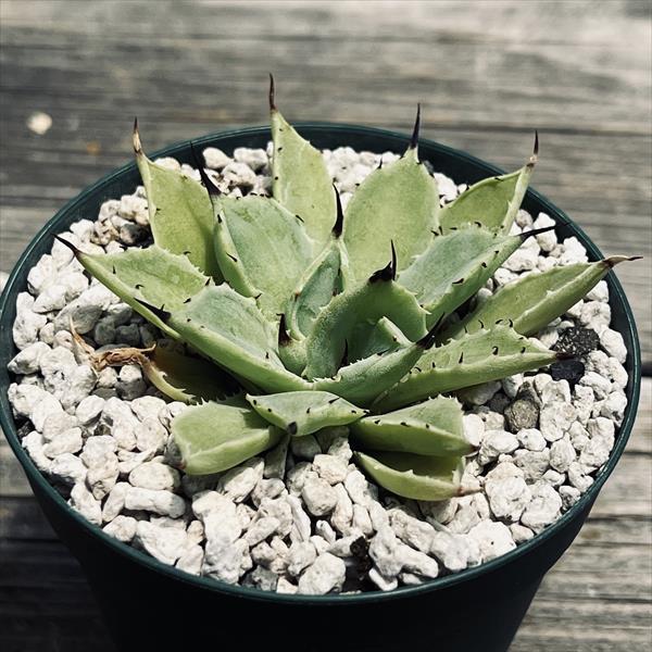 多肉植物：アガベ コポタ綴化*幅6cm 現品！一品限り : 遊恵盆栽 